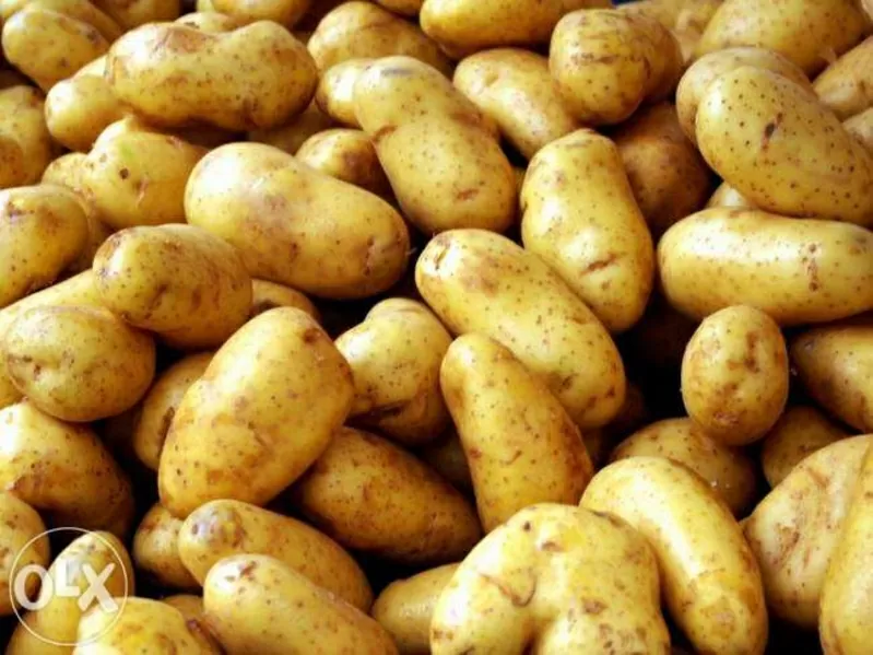 Дачный картофель
